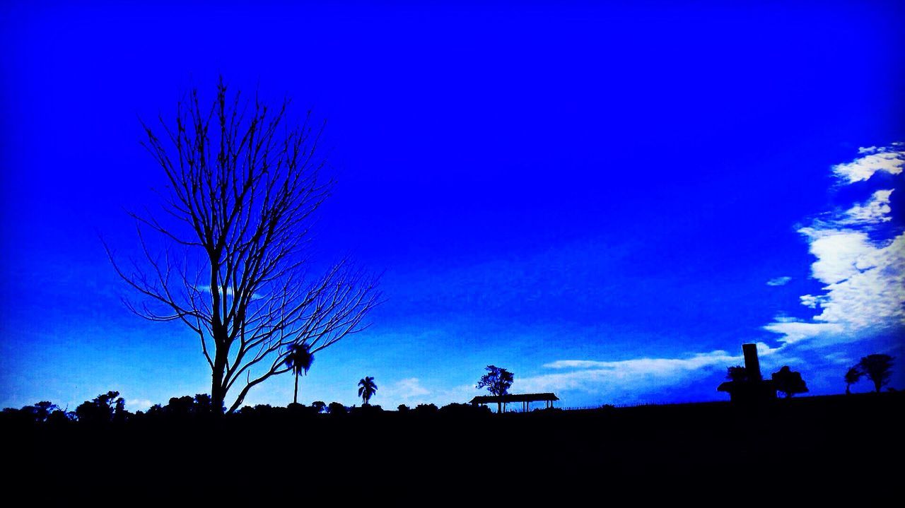 SILHOUETTE BARE TREES AGAINST CLEAR SKY