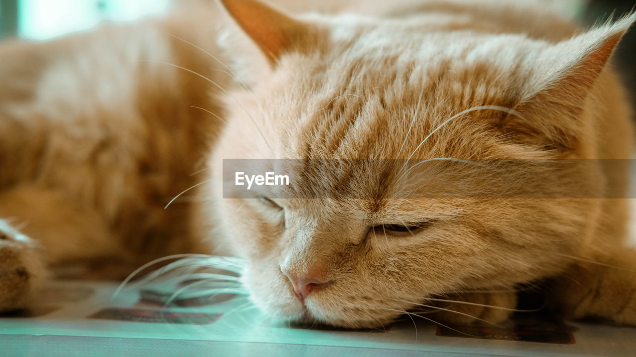 CLOSE-UP OF GINGER CAT SLEEPING