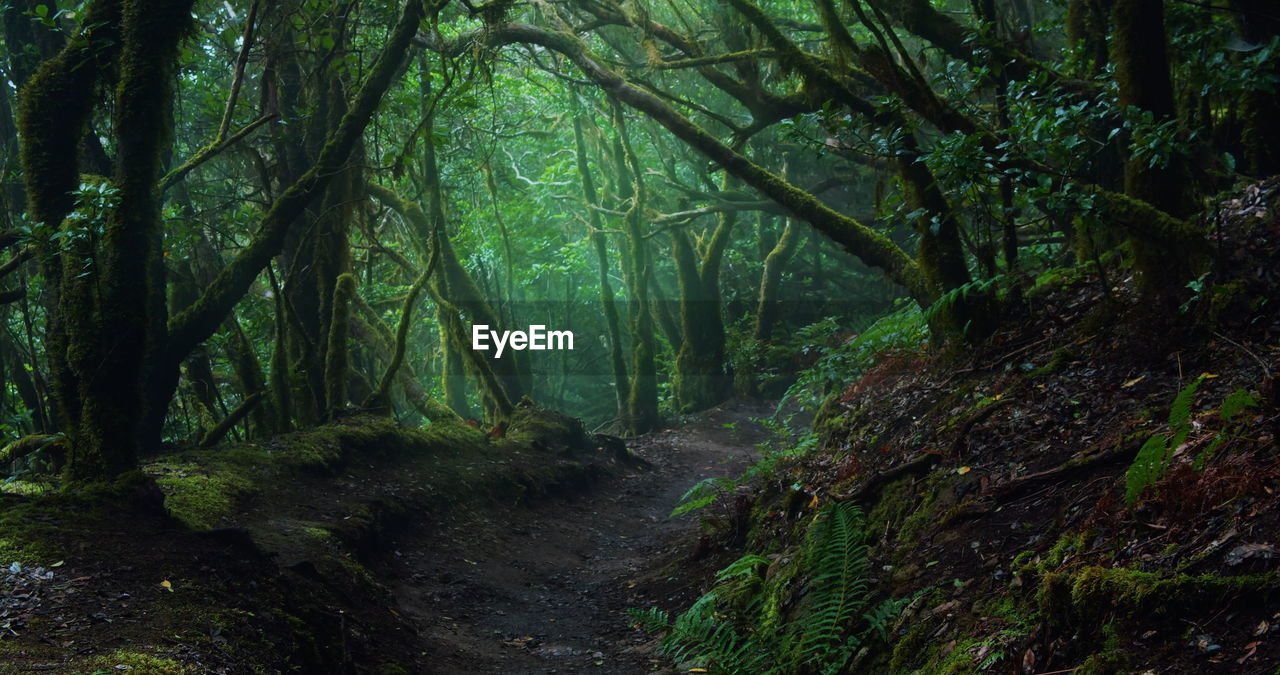 Trees in mystic dark forest