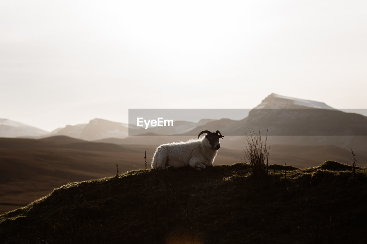 Domestic sheep grazing in mountainous valley in morning in scottish highlands