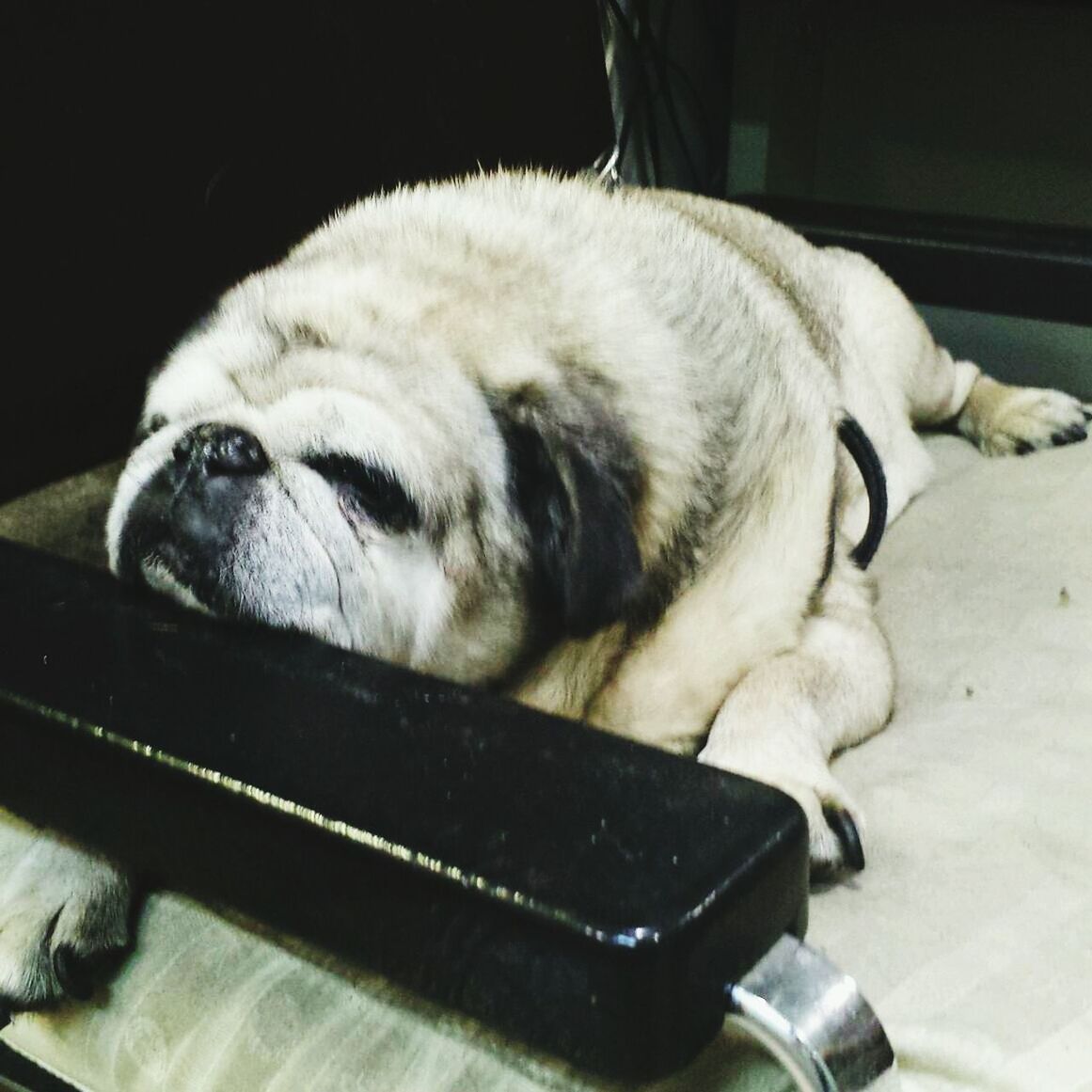 Dog sleeping on chair