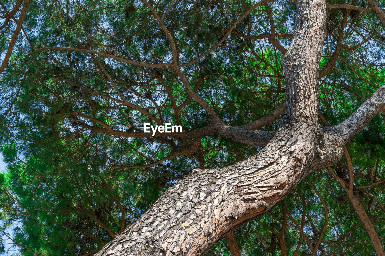 Low angle view of tree trunks in forest