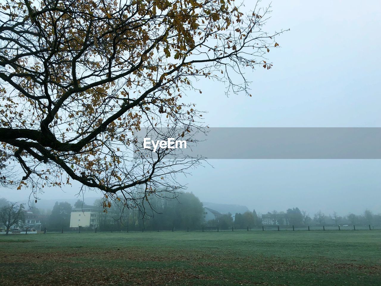 TREE ON FIELD AGAINST SKY DURING FOGGY WEATHER