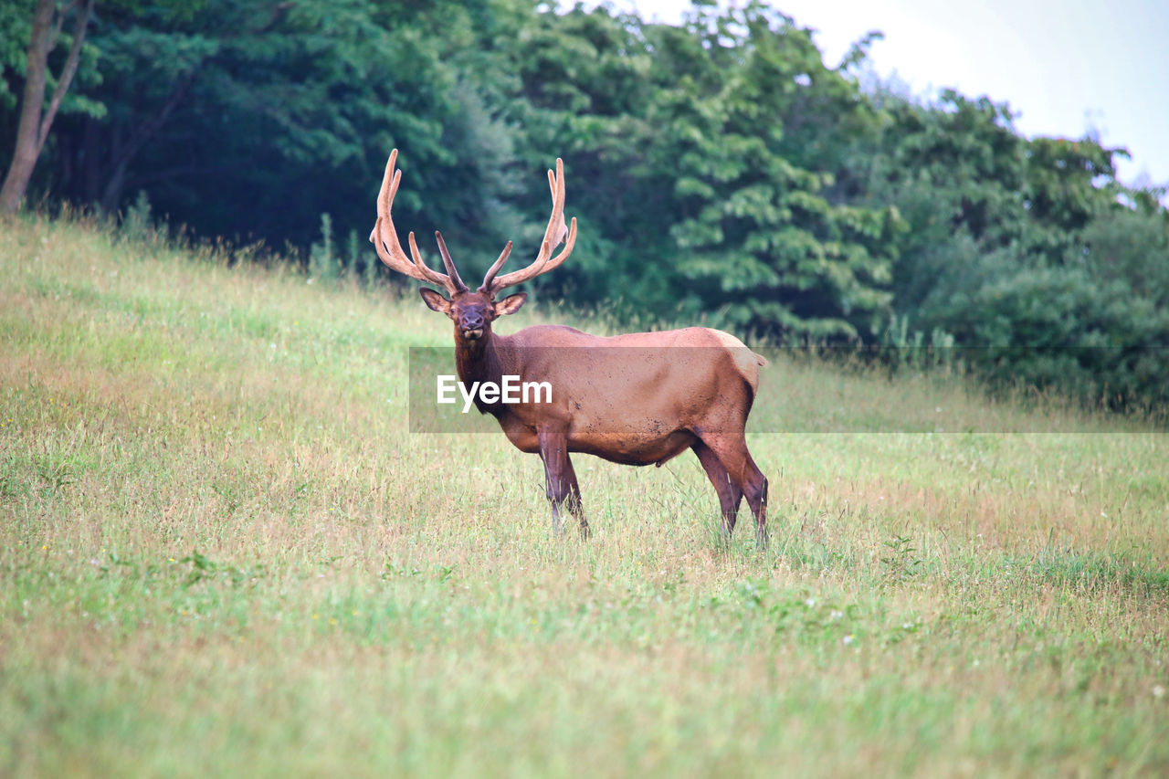 Deer standing on field