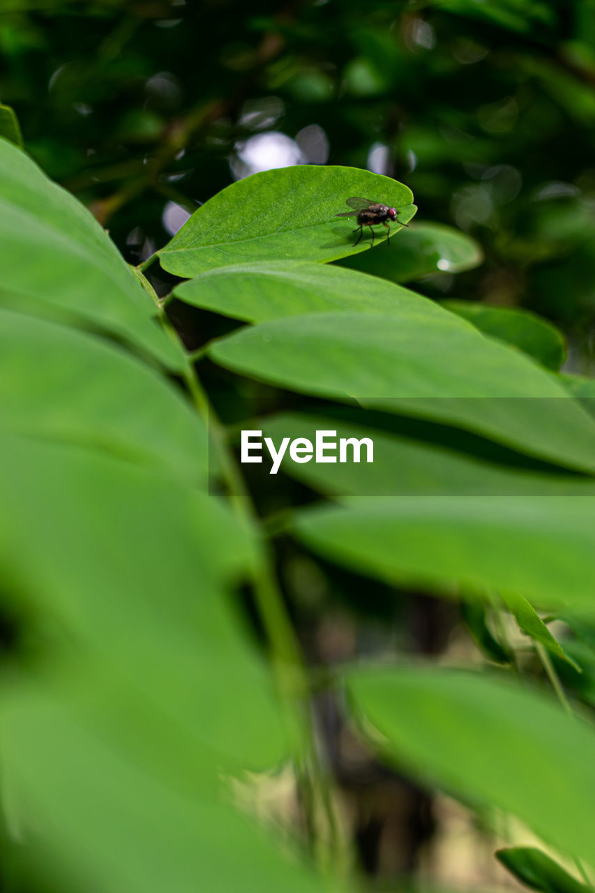 CLOSE-UP OF GREEN LEAVES ON PLANT