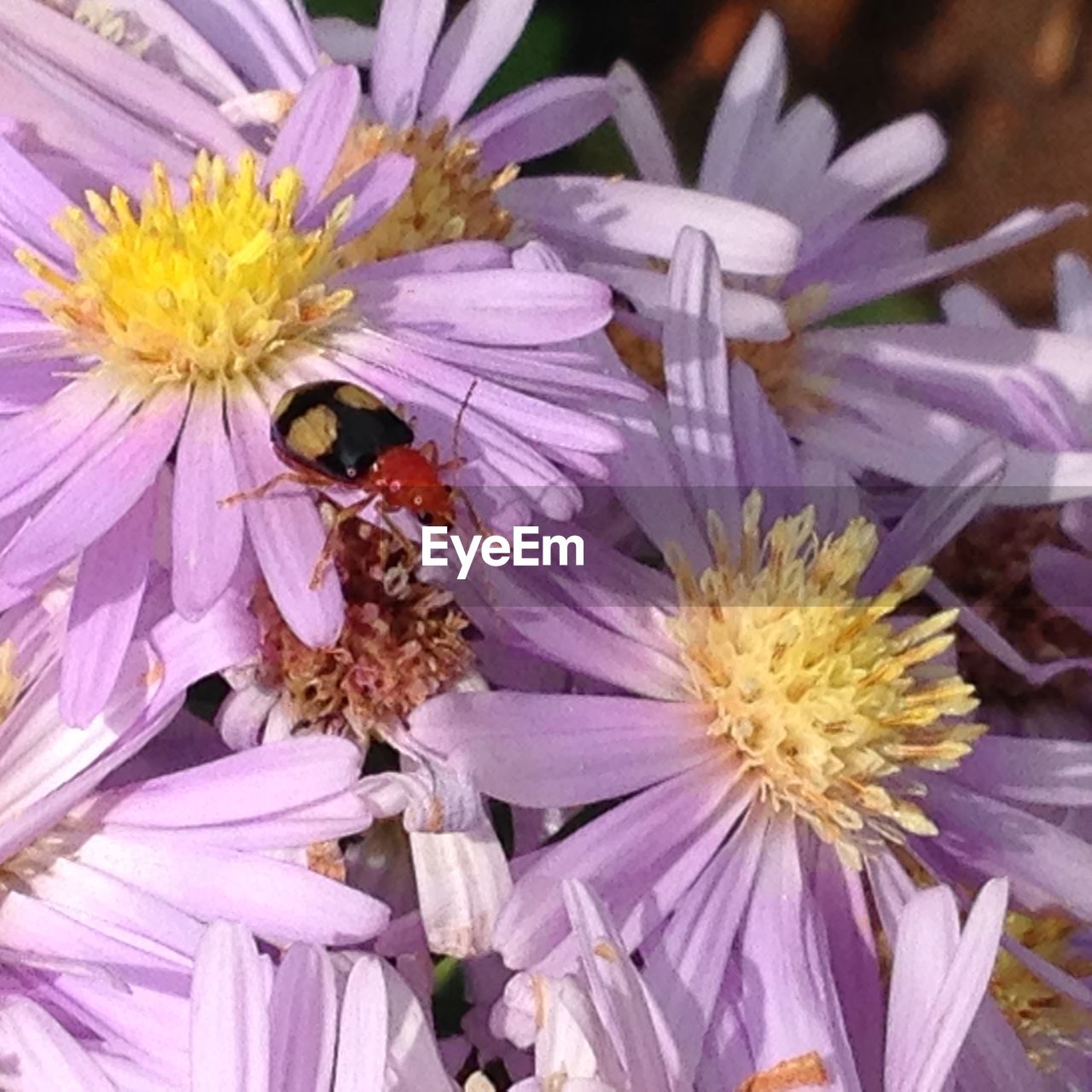 CLOSE-UP OF HONEY BEE POLLINATING ON FLOWER