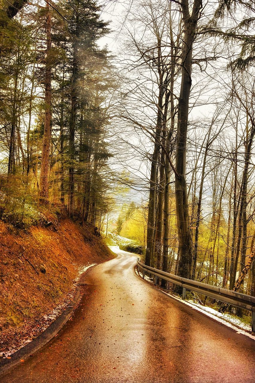 Road amidst trees in forest