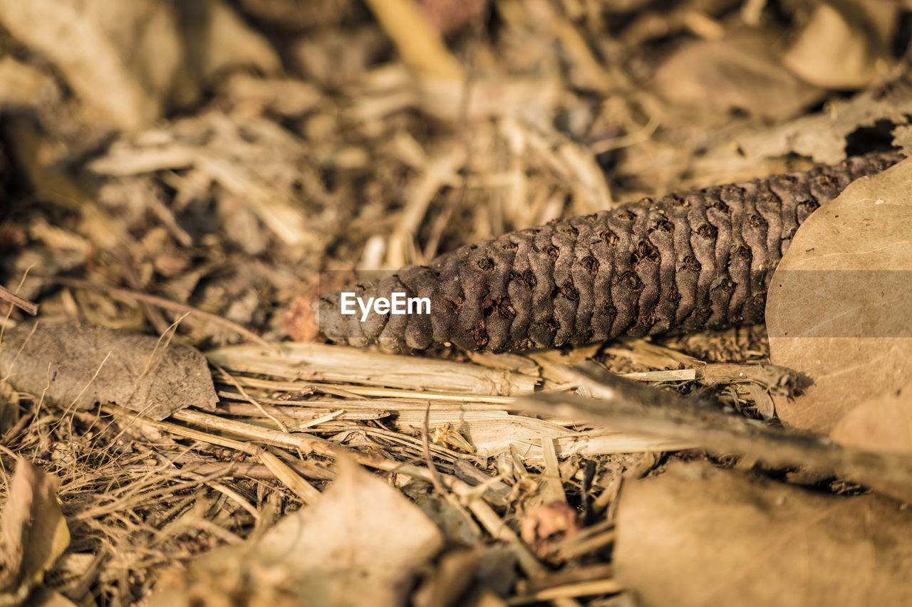 CLOSE-UP OF LIZARD ON GROUND