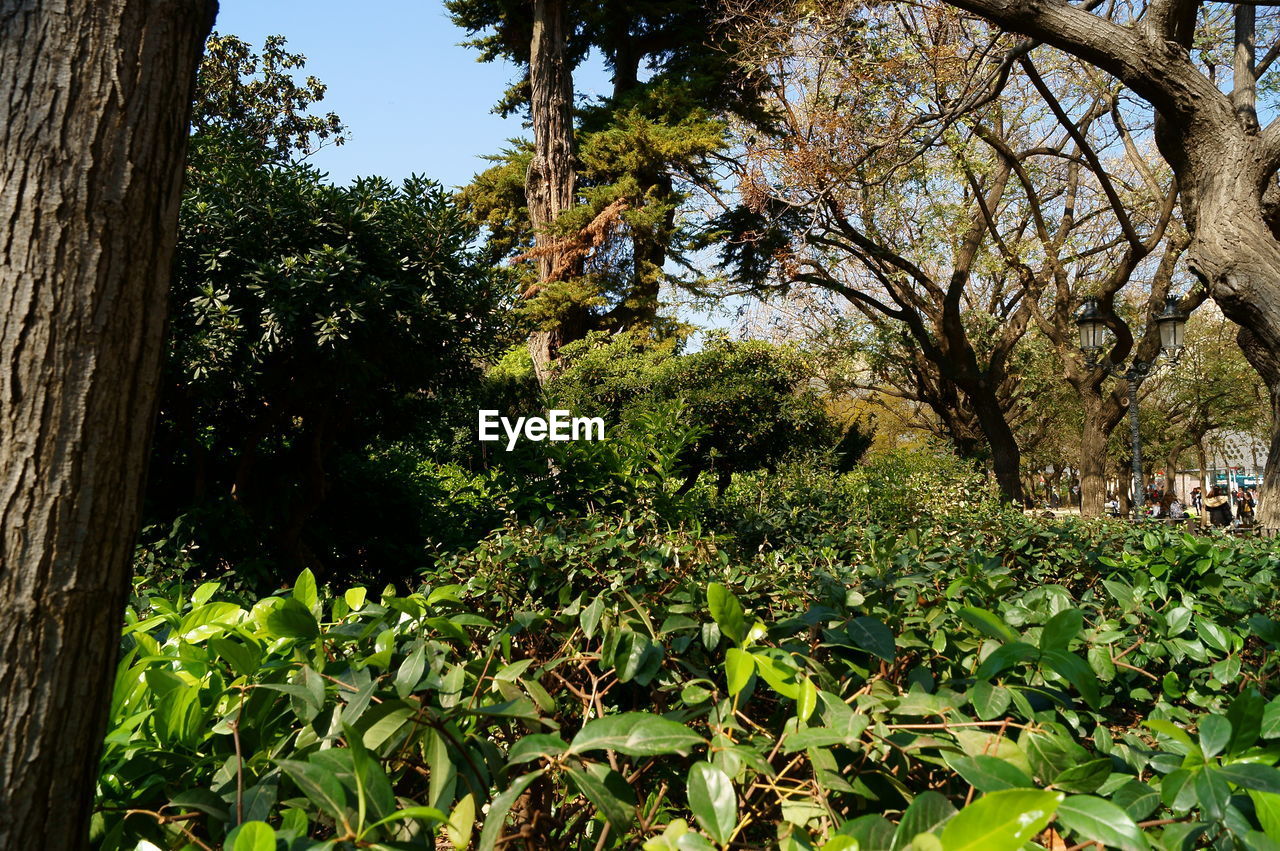 TREES AND PLANTS IN FOREST