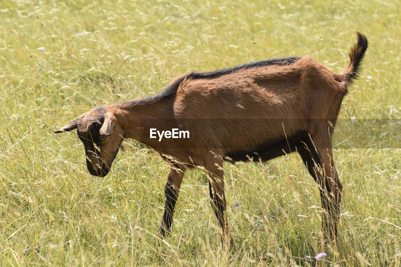 Side view of a goat on field