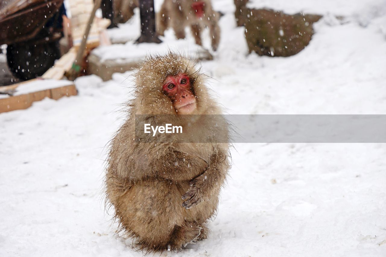 Baboon on snow