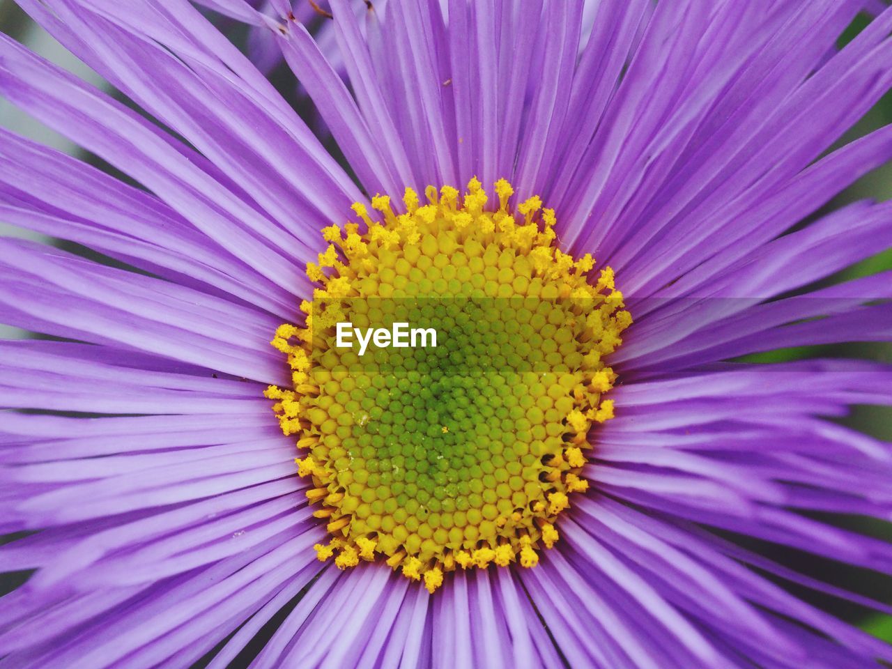 Close-up of yellow flower