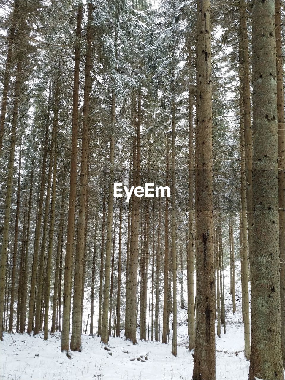 TREES ON SNOW COVERED LANDSCAPE