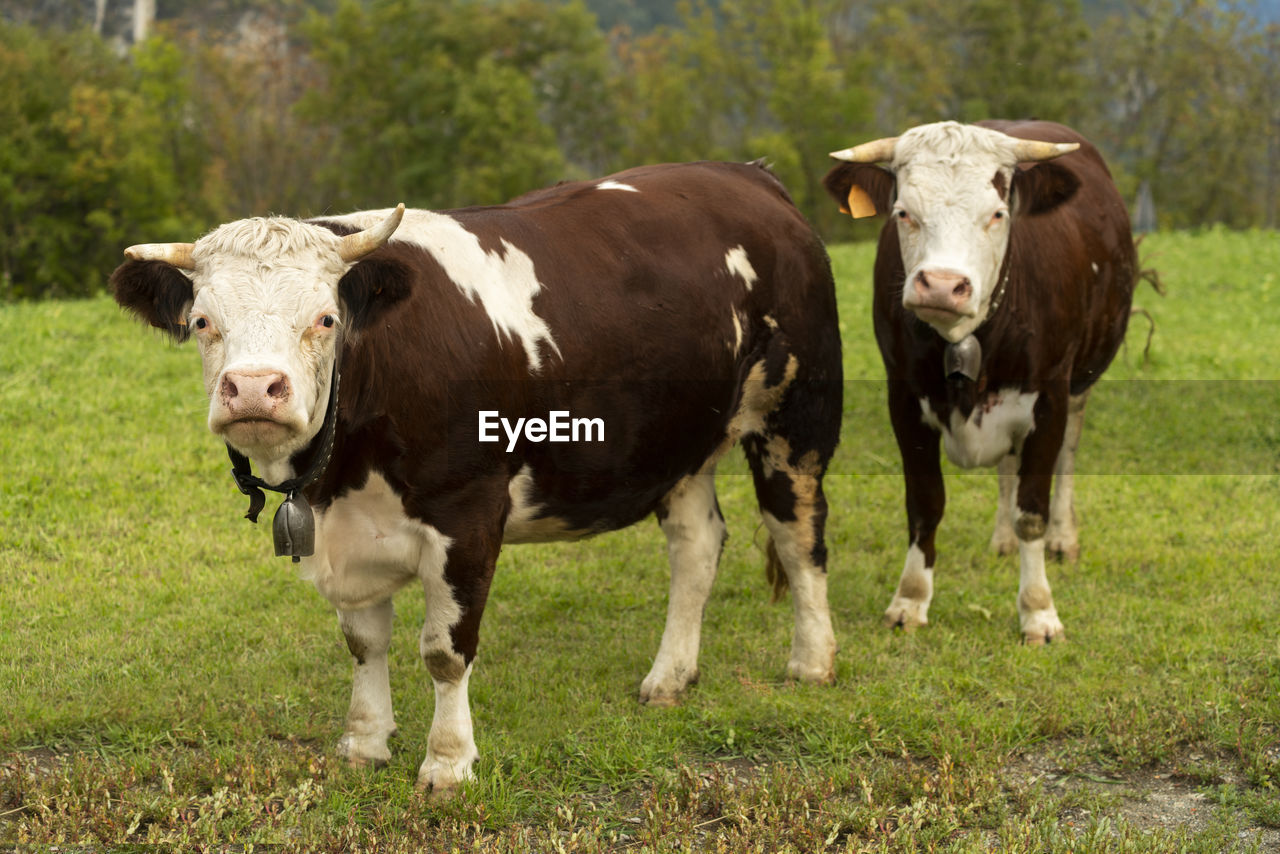 mammal, animal, animal themes, domestic animals, dairy cow, pasture, cattle, livestock, cow, pet, grass, plant, field, domestic cattle, group of animals, grazing, nature, farm, meadow, portrait, looking at camera, land, agriculture, landscape, rural scene, grassland, no people, rural area, bull, standing, dairy farm, plain, outdoors, tree, sky, livestock tag, natural environment, food and drink, food, environment