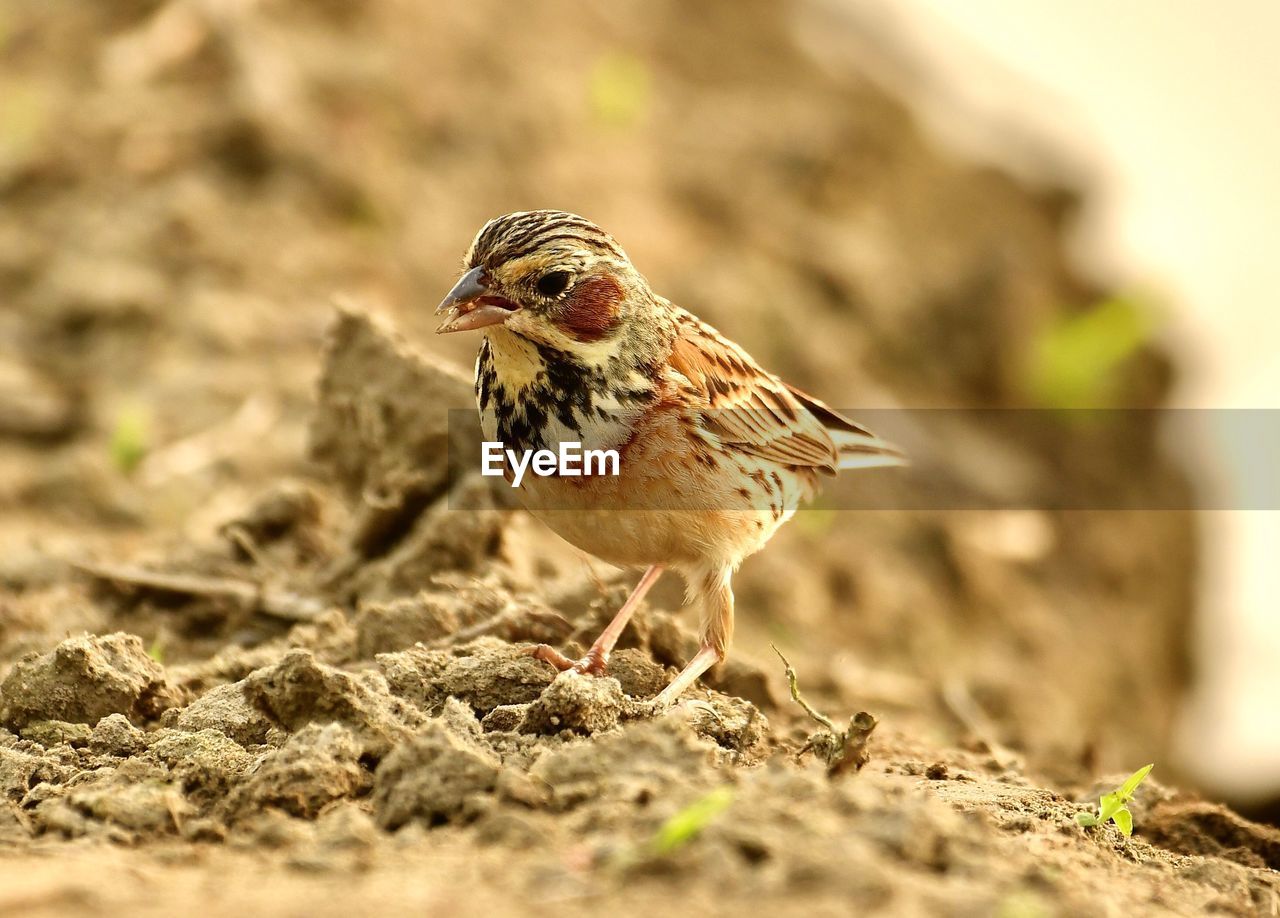 CLOSE-UP OF A BIRD PERCHING ON A FIELD