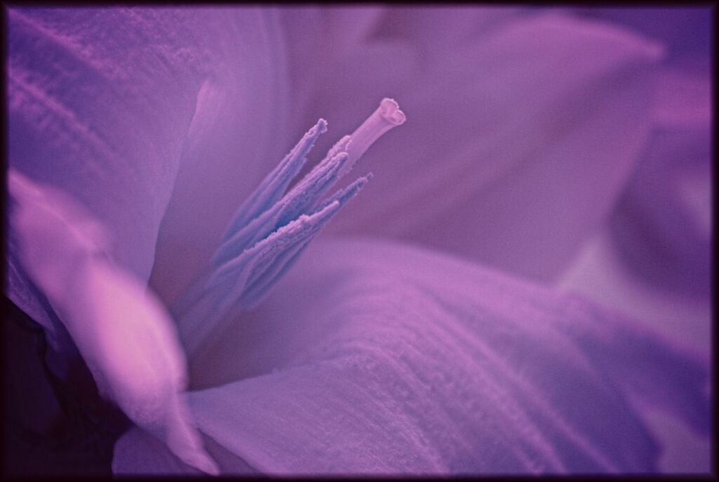 CLOSE-UP OF PURPLE FLOWERS