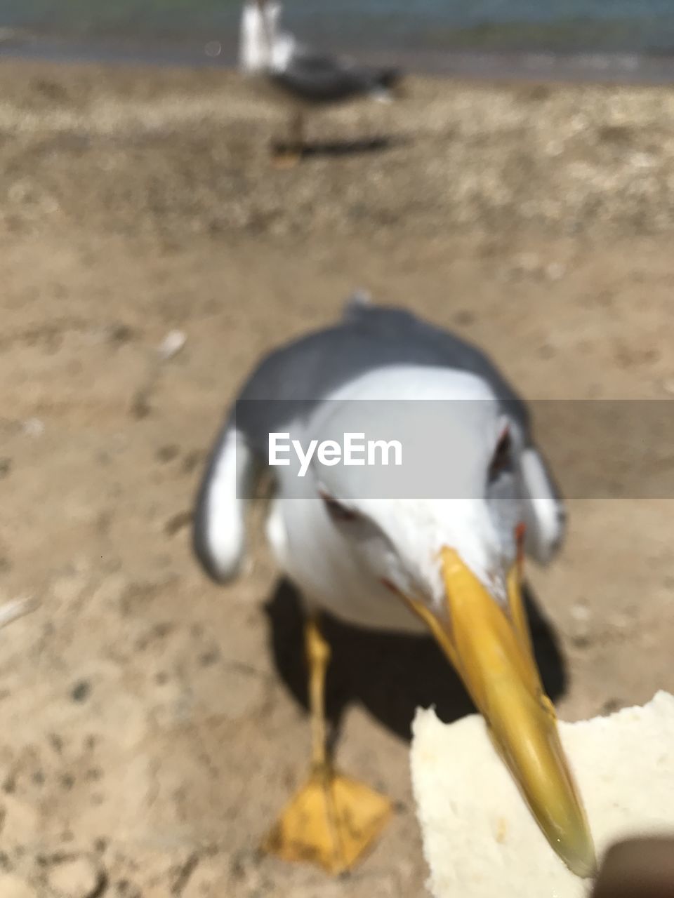 HIGH ANGLE VIEW OF A BIRD ON BEACH