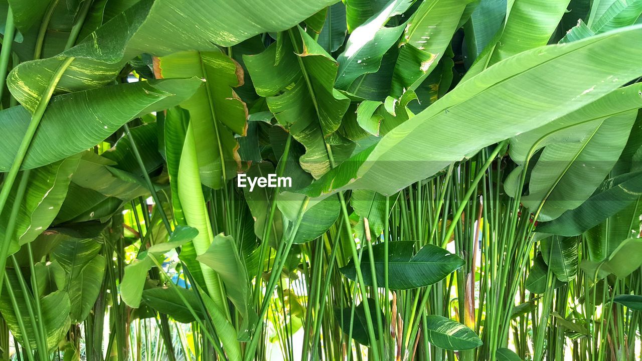 CLOSE-UP OF GREEN LEAVES ON PLANT