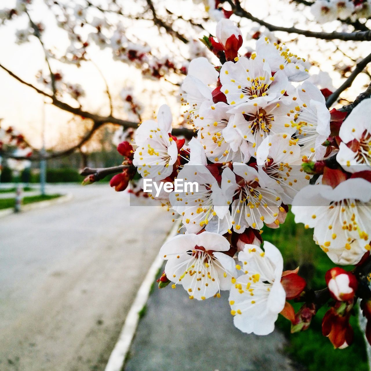 CLOSE-UP OF APPLE BLOSSOM