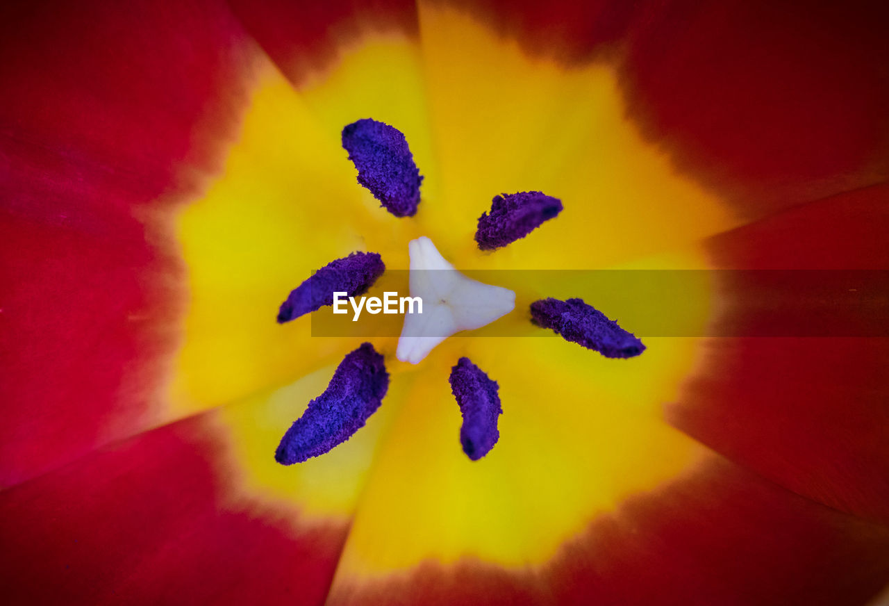 Extreme close-up of flower