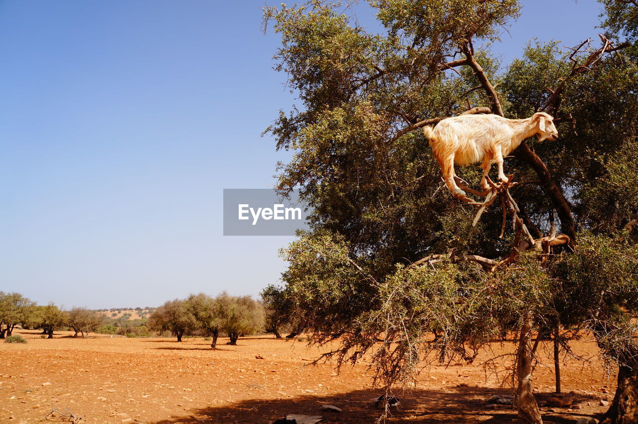 Goat standing on tree against clear sky