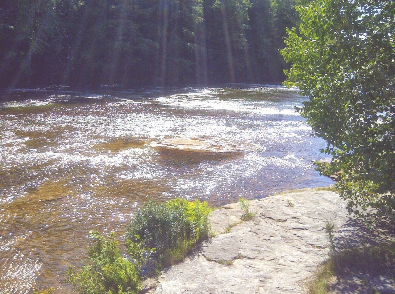 STREAM PASSING THROUGH FOREST