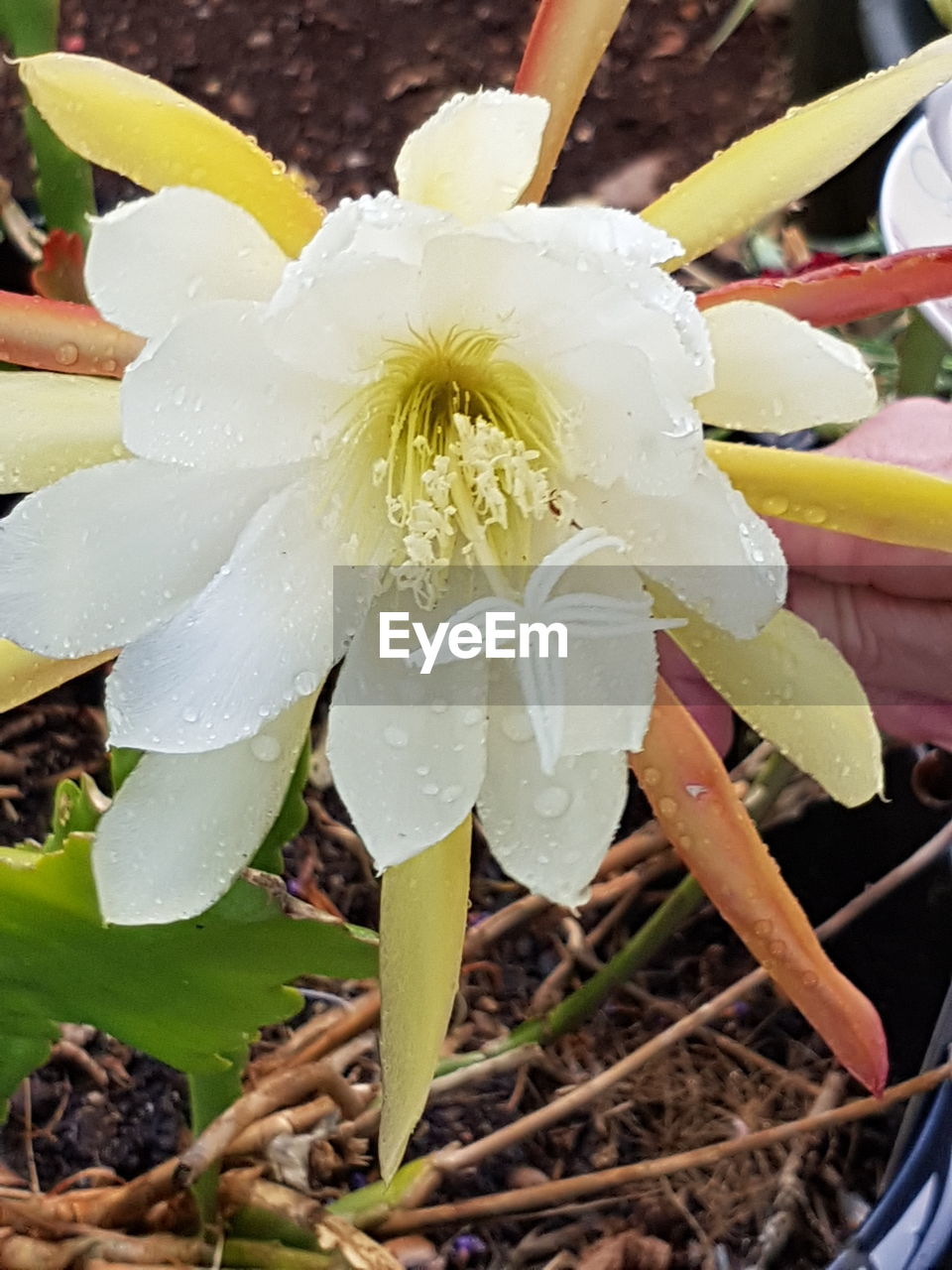 CLOSE-UP OF FLOWER PLANT