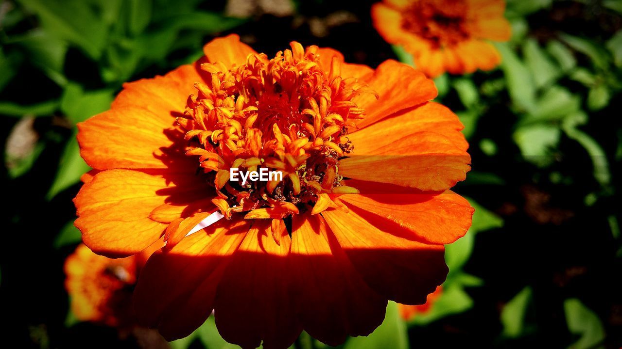 Close-up of yellow flower