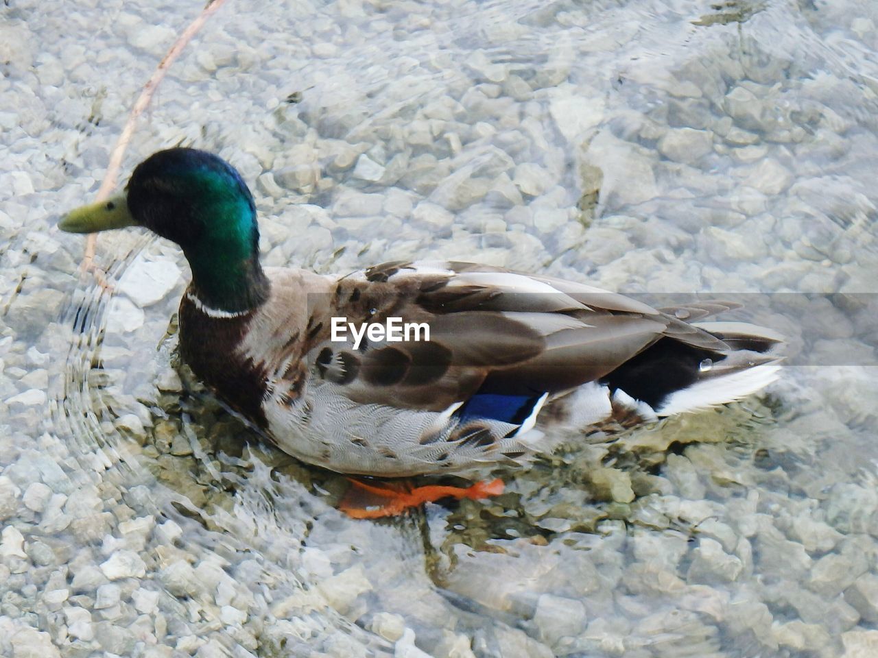 HIGH ANGLE VIEW OF MALLARD DUCKS SWIMMING IN LAKE