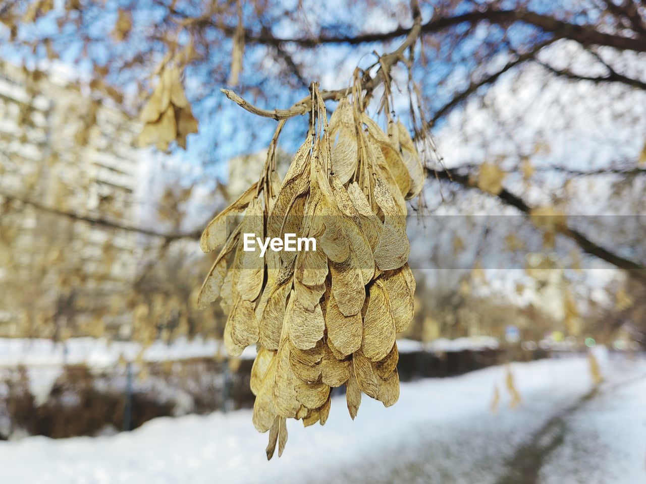 winter, tree, leaf, autumn, cold temperature, plant, snow, nature, branch, spring, focus on foreground, no people, day, flower, sky, close-up, frost, dry, beauty in nature, outdoors, frozen, hanging, tranquility
