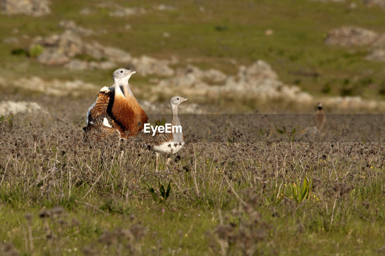 BIRDS ON A FIELD