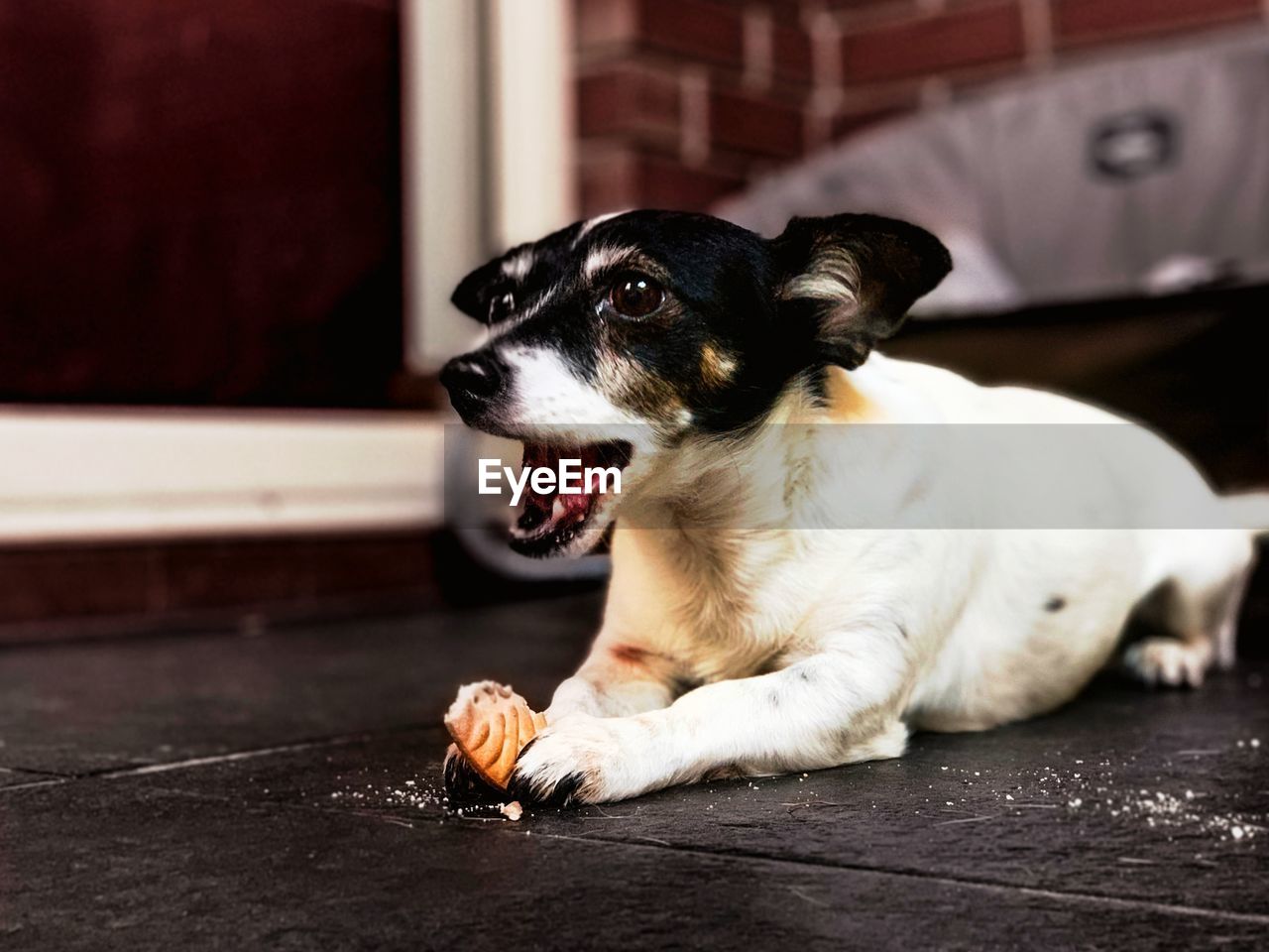 DOG LOOKING AWAY WHILE LYING ON FLOOR