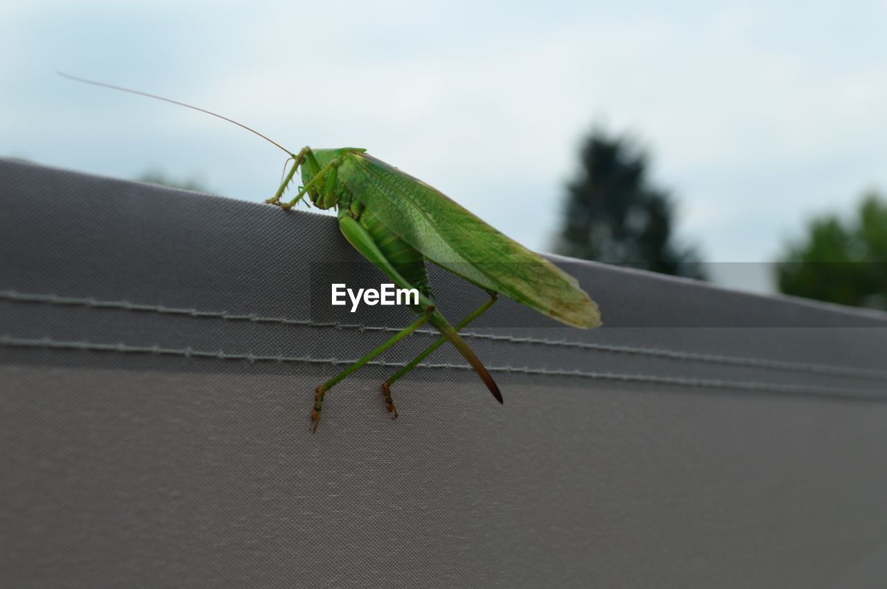 INSECT ON LEAF