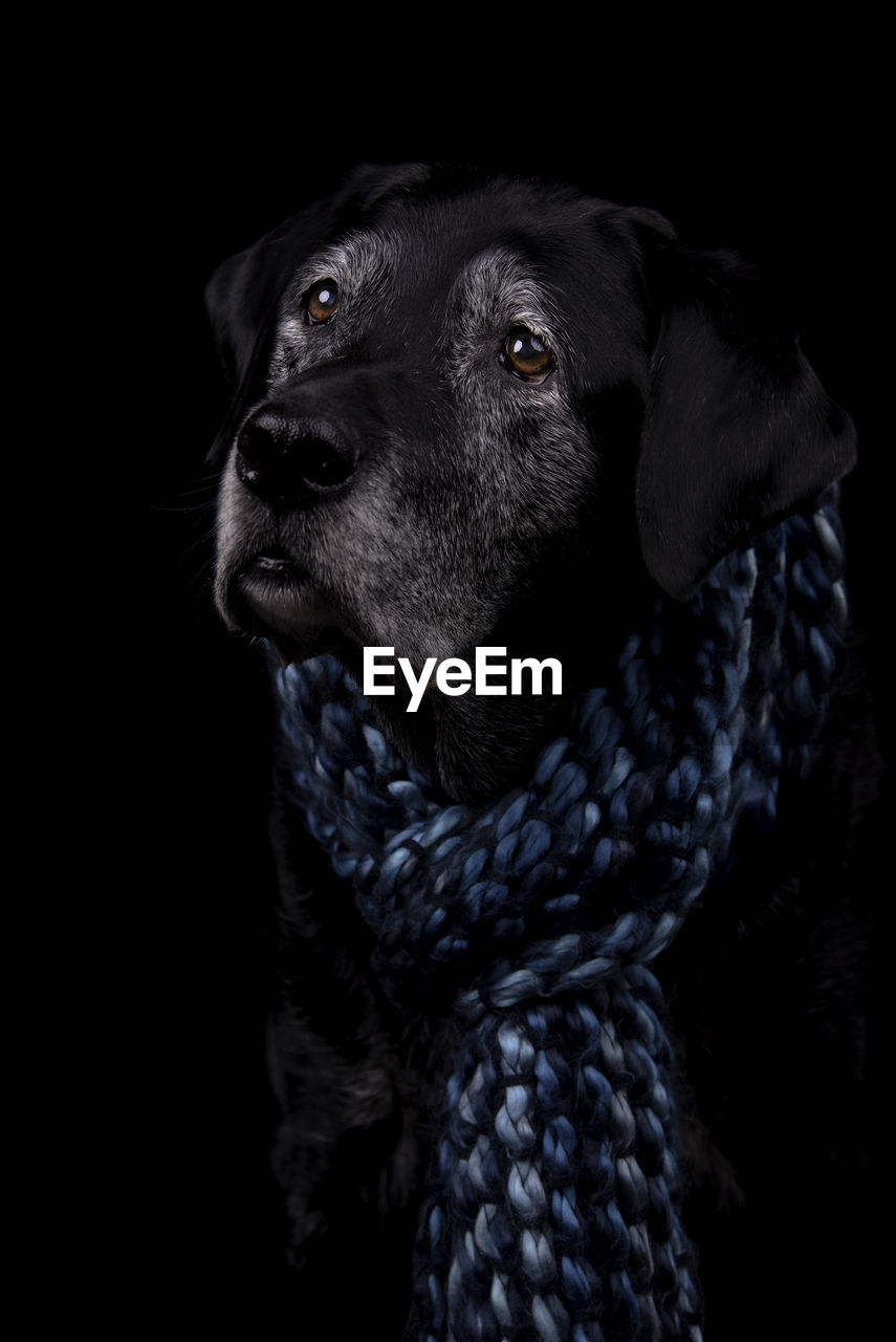 Close-up of a dog wearing a scarf in profile 