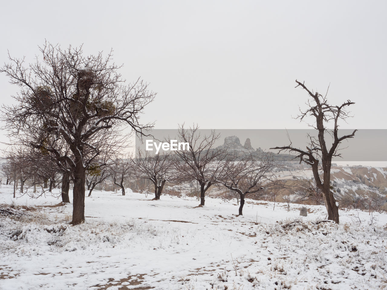 BARE TREES ON SNOW COVERED FIELD