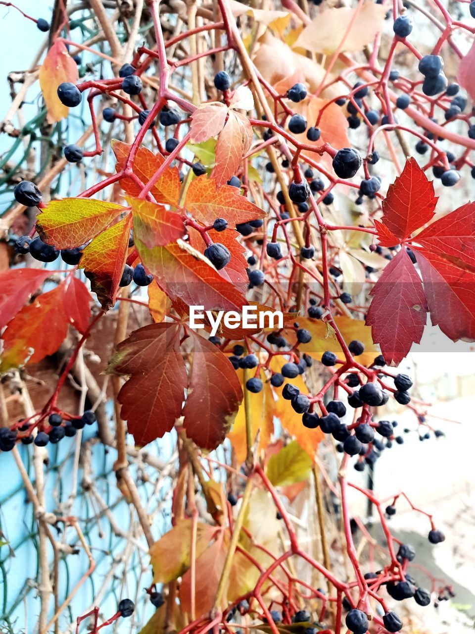 CLOSE-UP OF MAPLE LEAVES ON BRANCH