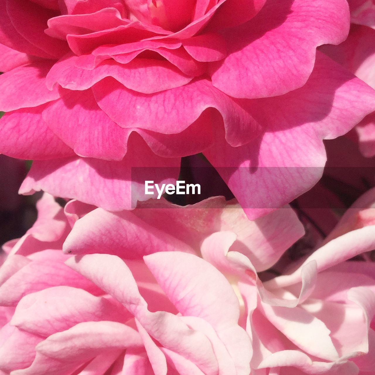 Close-up of pink flowers