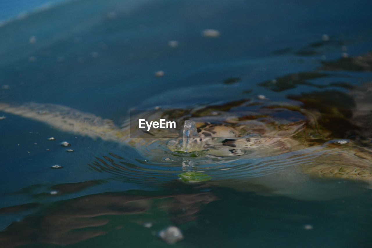 CLOSE-UP OF TURTLE SWIMMING IN LAKE