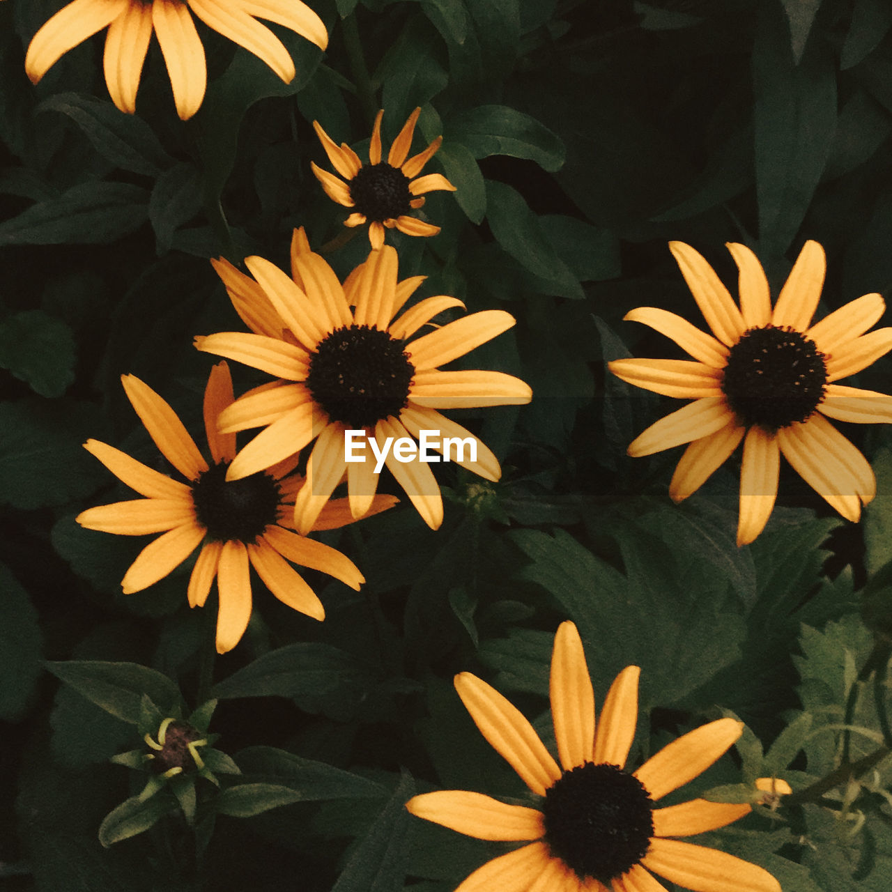 CLOSE-UP OF YELLOW FLOWERING PLANT