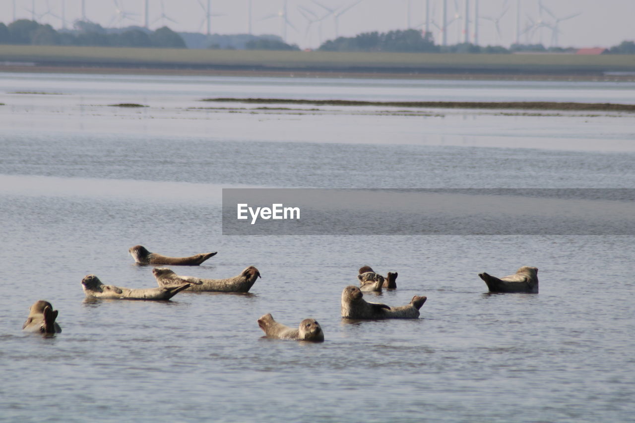 Seehundbank vor langeoog nordsee 2019