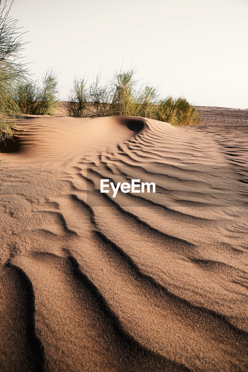 View from nature and landscapes of dasht e lut or sahara desert with rotten tamarisk tree . 