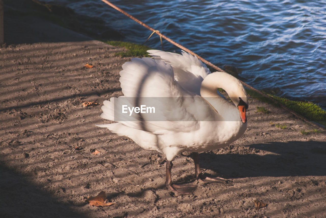 CLOSE-UP OF A BIRD