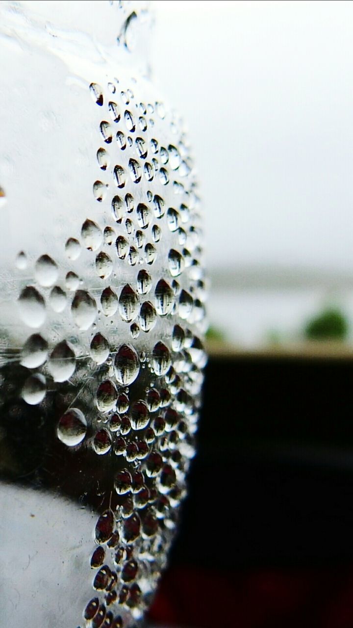 CLOSE-UP OF PLANT AGAINST THE SKY