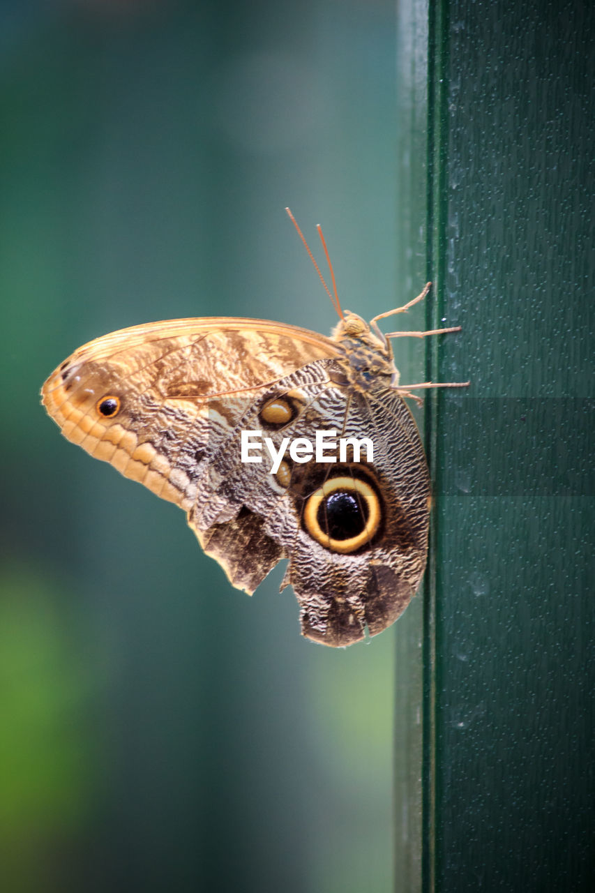 Close-up of butterfly on leaf