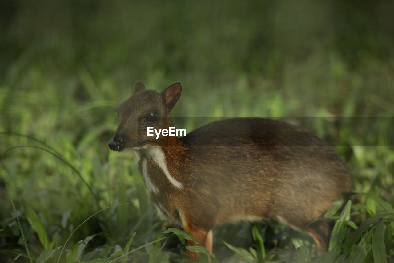 The mouse deer was found in aceh tropical forest