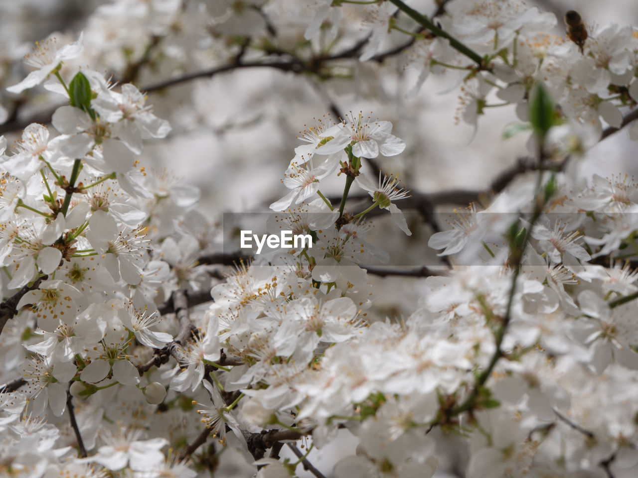 plant, flower, flowering plant, blossom, beauty in nature, spring, branch, tree, fragility, springtime, freshness, growth, nature, cherry blossom, white, close-up, no people, food, produce, flower head, outdoors, focus on foreground, day, twig, inflorescence, prunus spinosa, botany, selective focus, cherry tree, petal, fruit tree, almond tree, backgrounds, agriculture, food and drink