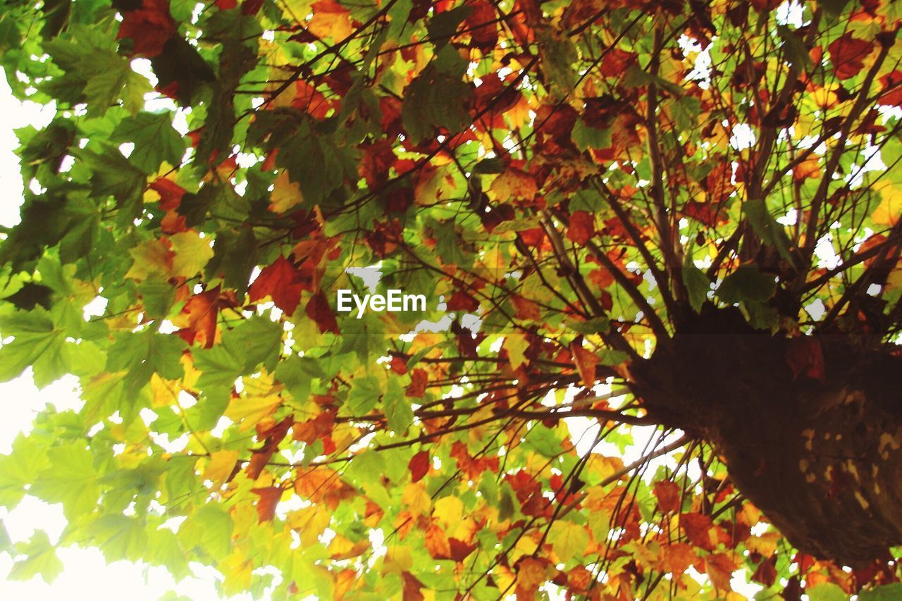 LOW ANGLE VIEW OF TREE IN AUTUMN LEAVES