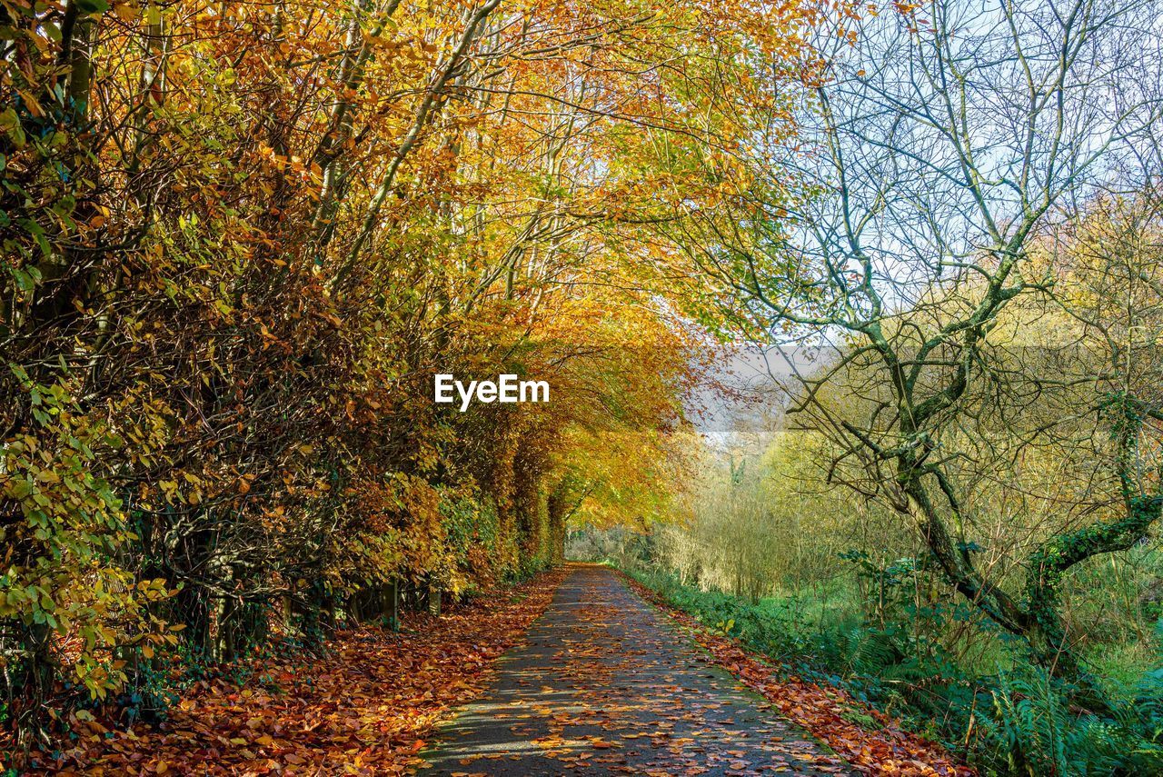 Footpath amidst trees in forest during autumn