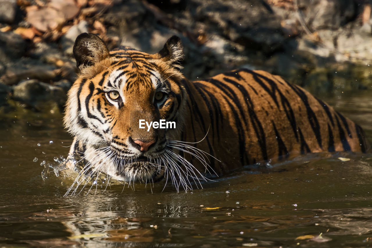 TIGER IN LAKE