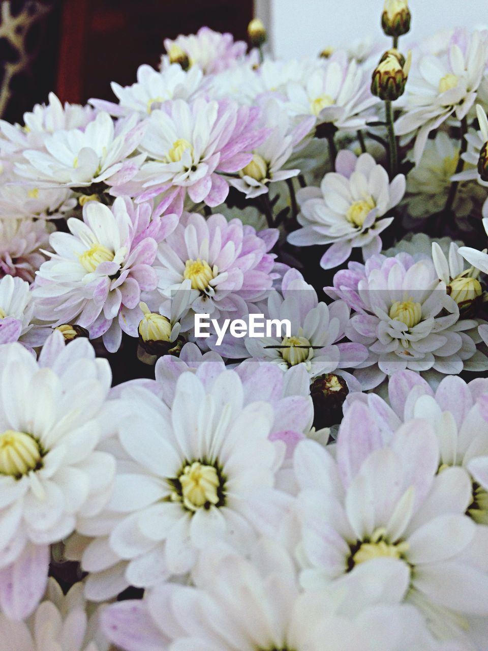 Close-up of white flowers